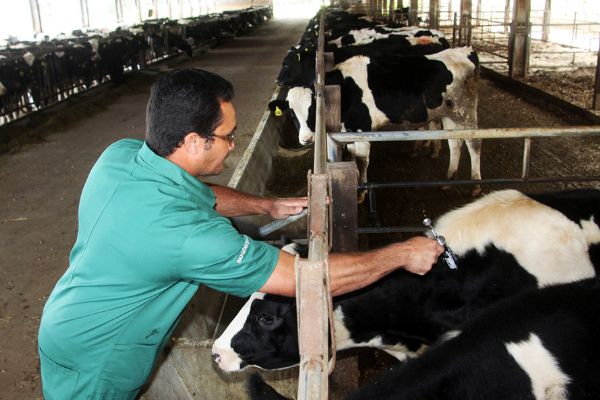 Aftosa: ADAPAR prorroga vacina&ccedil;&atilde;o at&eacute; 15 de junho