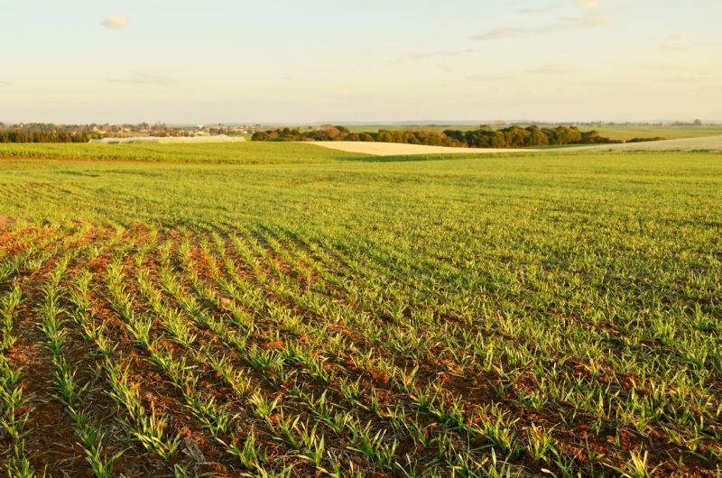 Agronegócio em 2019: balanço e perspectivas 