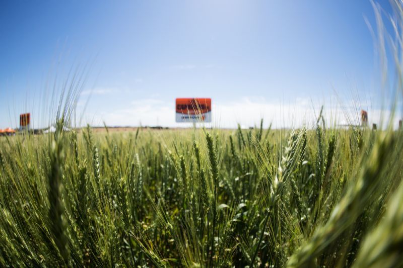 Introdução da tecnologia Clearfield em cultivares de trigo no Brasil