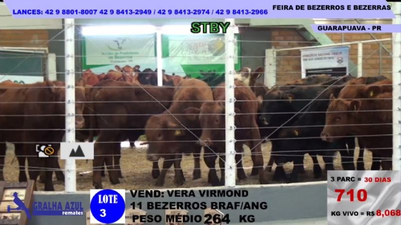 Feira Estadual de Bezerros de Guarapuava repete sucesso de forma virtual