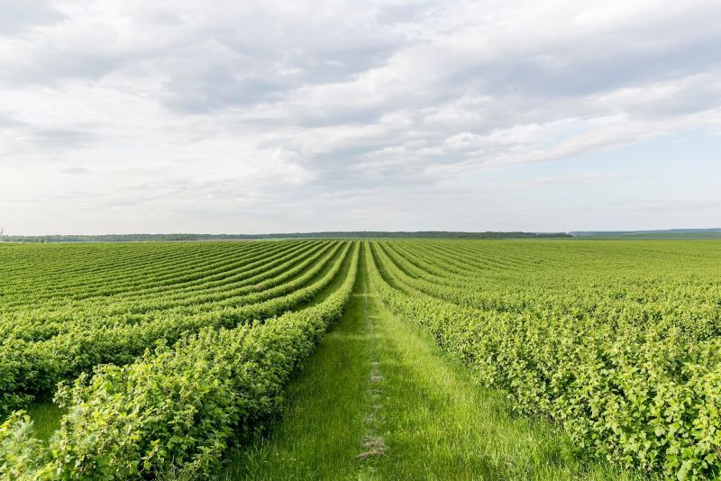 Franquias de agronegócios levam tecnologias e inovações para atender demandas especializadas do campo