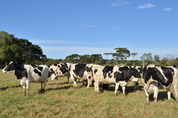 Estudantes alem&atilde;es visitar&atilde;o fazenda de leite na regi&atilde;o