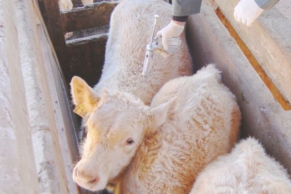 Paran&aacute;: Come&ccedil;a vacina&ccedil;&atilde;o de bov&iacute;deos contra aftosa