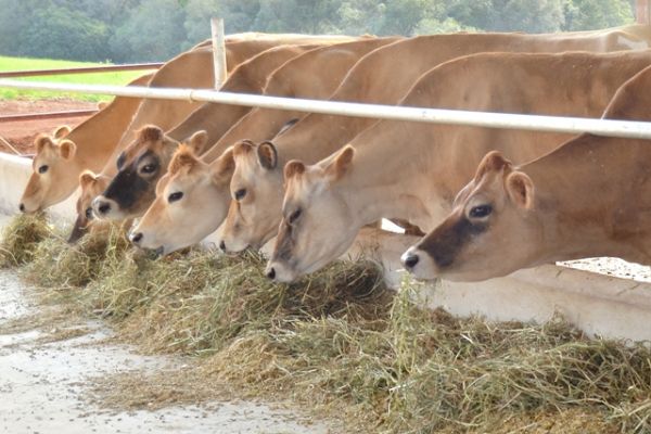 Comiss&atilde;o T&eacute;cnica de Bovinocultura de Leite realiza, nesta sexta, 5, encontro sobre Manejo Nutricional