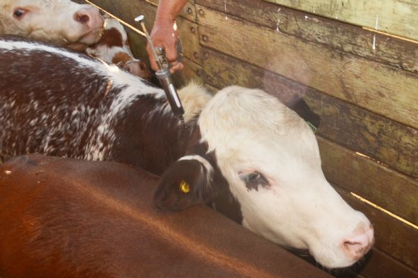 Vacina&ccedil;&atilde;o contra Febre Aftosa deve ser feita at&eacute; o final do m&ecirc;s