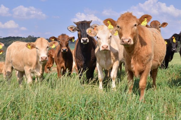 Painel levantar&aacute; custo de produ&ccedil;&atilde;o da bovinocultura de corte da regi&atilde;o