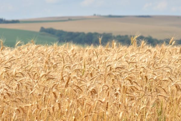 Nutri&ccedil;&atilde;o do trigo: desenvolvimento radicular &eacute; fundamental para altas produtividades