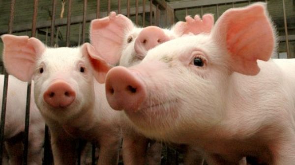 Representantes do Sindicato Rural participam de reuni&atilde;o da Comiss&atilde;o T&eacute;cnica de Suinocultura da Faep