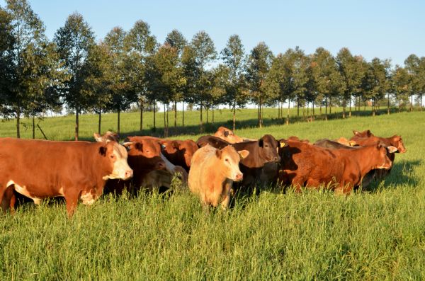 Agropecuaristas: Dias 13 e 14 de julho tem programa&ccedil;&atilde;o t&eacute;cnica 