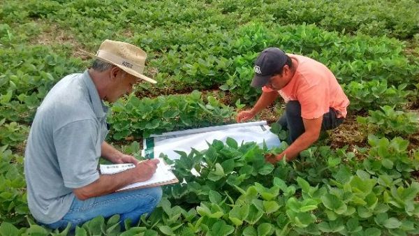 Sindicato Rural de Guarapuava e Senar apresentam resultados do curso de MIP na regi&atilde;o