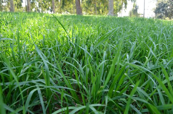 Sindicato Rural vai sediar mais um plant&atilde;o forrageiro nesta sexta, dia 24